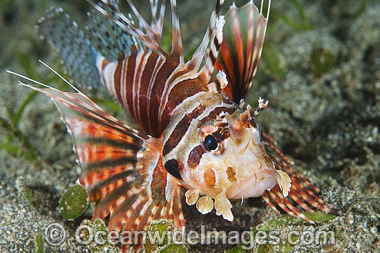 Gurnard Lionfish Parapterois heterura photo