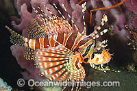 Zebra Lionfish Dendrochirus zebra Photo - Gary Bell
