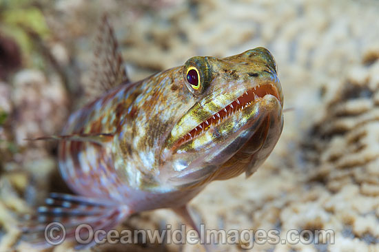 Variegated Lizardfish photo