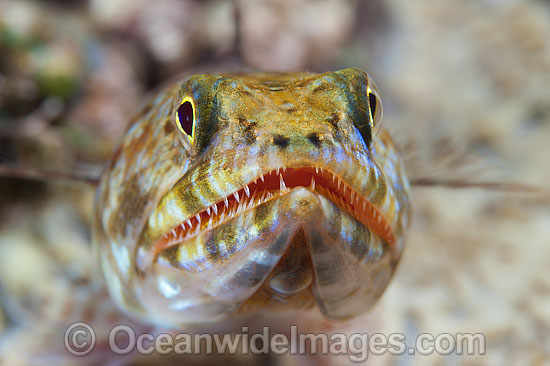 Variegated Lizardfish Synodus variegatus photo