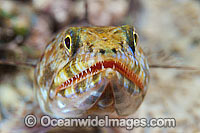 Variegated Lizardfish Synodus variegatus Photo - Gary Bell