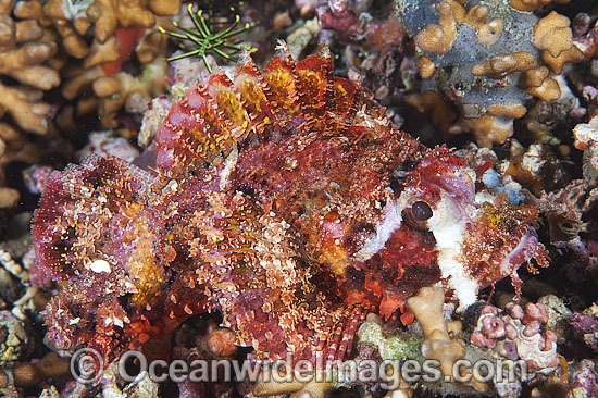 Small-scale Scorpionfish photo