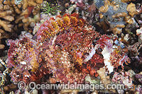 Small-scale Scorpionfish Photo - Gary Bell