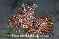 Ambon Scorpionfish Pteroidichthys amboinensis Photo - Gary Bell