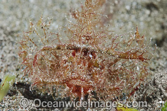 Ambon Scorpionfish photo