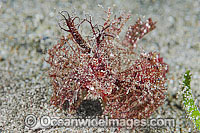 Ambon Scorpionfish Pteroidichthys amboinensis Photo - Gary Bell