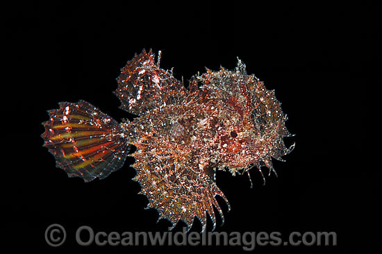 Ambon Scorpionfish swimming midwater photo