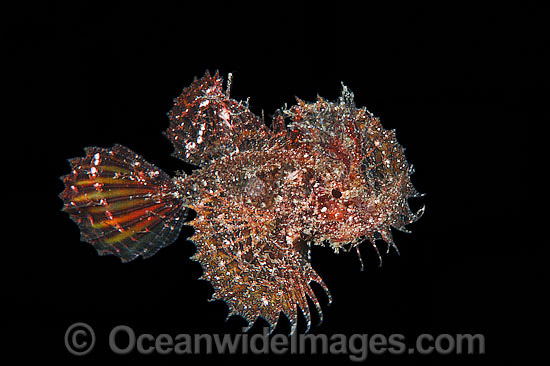 Ambon Scorpionfish (Pteroidichthys amboinensis), swimming in mid water. Found throughout the West Pacific, from Japan to northern Australia. Photo taken off Anilao, Philippines. Within the Coral Triangle. Photo - Gary Bell Ambon Scorpionfish (Pteroidichthys amboinensis), swimming in mid water. Found throughout the West Pacific, from Japan to northern Australia. Photo taken off Anilao, Philippines. Within the Coral Triangle. Photo - Gary Bell