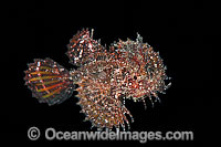 Ambon Scorpionfish swimming midwater Photo - Gary Bell