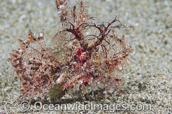 Ambon Scorpionfish (Pteroidichthys amboinensis). Found throughout the West Pacific, from Japan to northern Australia. Photo taken off Anilao, Philippines. Within the Coral Triangle. Photo - Gary Bell Ambon Scorpionfish (Pteroidichthys amboinensis). Found throughout the West Pacific, from Japan to northern Australia. Photo taken off Anilao, Philippines. Within the Coral Triangle. Photo - Gary Bell