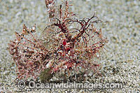 Ambon Scorpionfish Pteroidichthys amboinensis Photo - Gary Bell