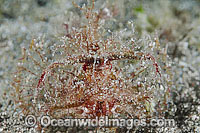 Ambon Scorpionfish Photo - Gary Bell