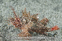 Ambon Scorpionfish Pteroidichthys amboinensis Photo - Gary Bell