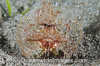 Ambon Scorpionfish Pteroidichthys amboinensis Photo - Gary Bell