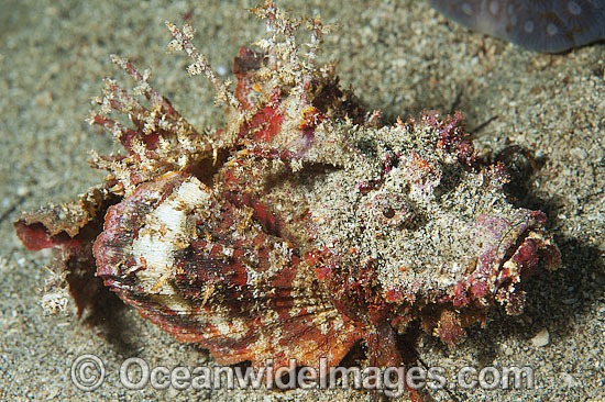 Demon Stinger Scorpionfish photo