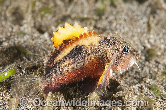 Little Stingfish Minous pusillus photo