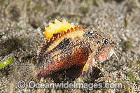 Little Stingfish Minous pusillus Photo - Gary Bell