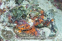 Reef Stonefish Synanceia verrucosa Photo - Gary Bell