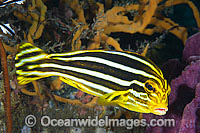 Ribbon Sweetlips Photo - Gary Bell