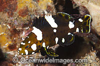 Marbled Rock Cod Photo - Gary Bell