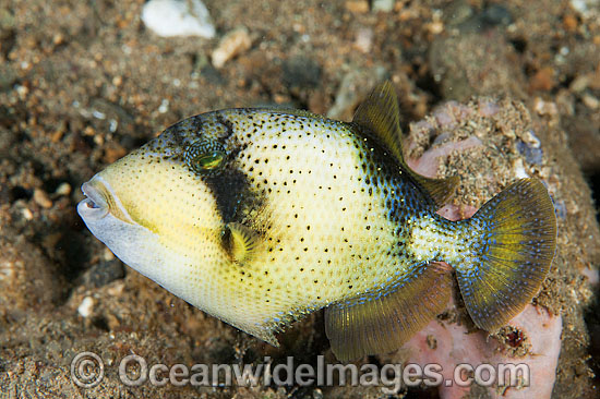 Yellow-margin Triggerfish photo