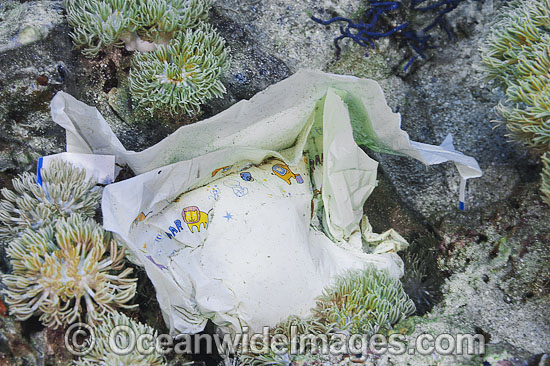 Pollution on reef photo