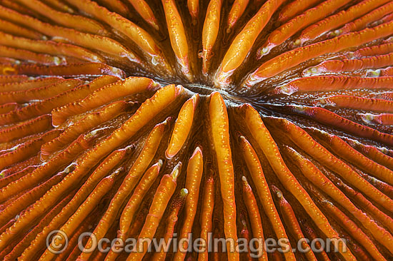 Mushroom Coral polyps photo Mushroom Coral polyps photo