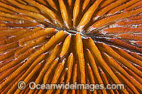 Mushroom Coral polyps Photo - Gary Bell