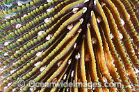 Mushroom Coral polyps Photo - Gary Bell