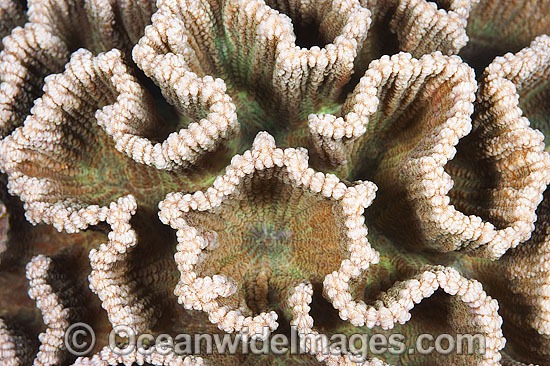 Coral detail photo