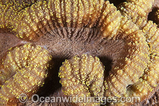 Coral Lobophyllia sp. photo Coral Lobophyllia sp. photo