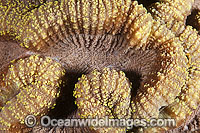 Coral Lobophyllia sp. Photo - Gary Bell