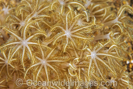 Flower Soft Coral (Xenia sp.), close detail of polyps. Found throughout the Indo-West Pacific, including the Great Barrier Reef, Australia. Photo - Gary Bell