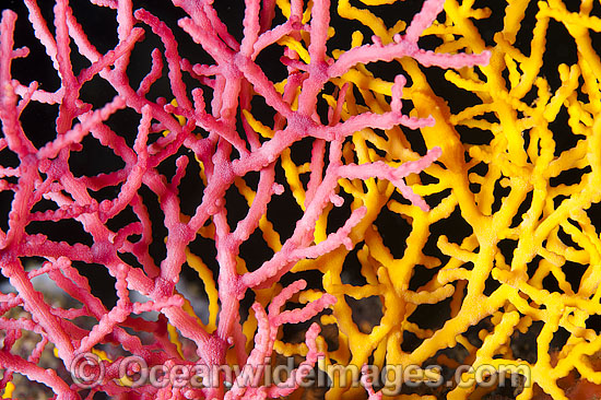 Sea Fan Coral Acabaria sp. photo