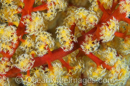 Fan Coral (Siphonogorgia sp photo