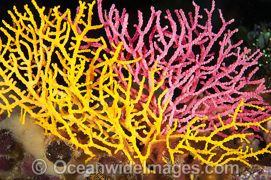 Sea Fan Coral Acabaria sp. photo