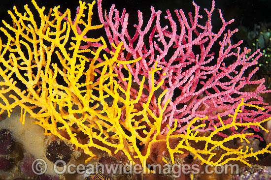 Sea Fan Coral Acabaria sp. photo Sea Fan Coral Acabaria sp. photo