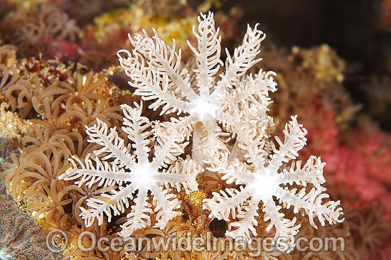 Soft Coral Anthelia sp. photo