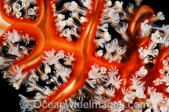 Soft Coral feeding polyps photo Soft Coral feeding polyps photo