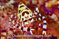 Sea Urchin Shrimp on Fire Urchin Photo - Gary Bell