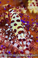 Urchin Shrimp on venmous Fire Urchin Photo - Gary Bell