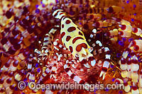 Urchin Shrimp on Fire Urchin Photo - Gary Bell