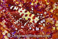 Sea Urchin Shrimp on Fire Urchin Photo - Gary Bell