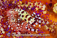 Urchin Shrimp on venmous Fire Urchin Photo - Gary Bell