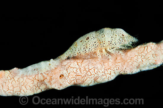 Shrimp on Sea Sponge photo Shrimp on Sea Sponge photo