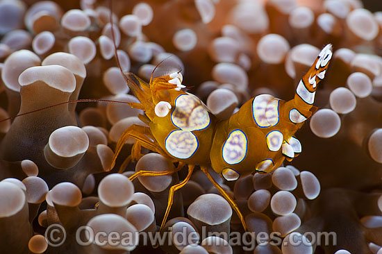 Anemone Shrimp on Sea Anemone photo