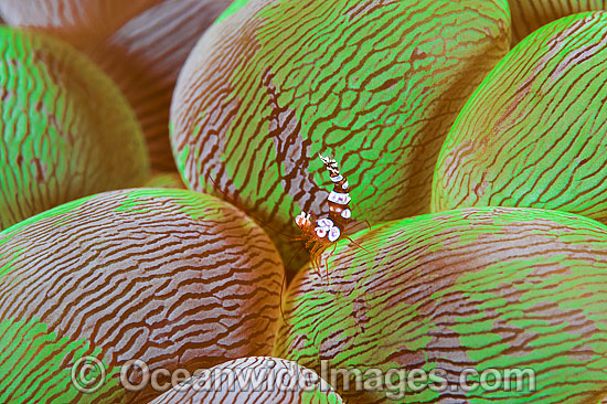 Anemone Shrimp on Bubble Coral photo Anemone Shrimp on Bubble Coral photo