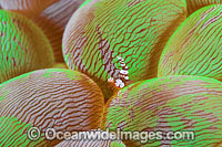 Anemone Shrimp on Bubble Coral Photo - Gary Bell