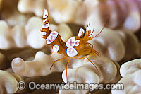 Anemone Shrimp on Sea Anemone Photo - Gary Bell