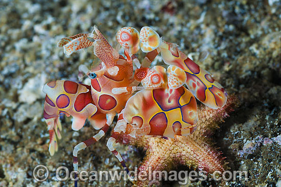 Harlequin Shrimp feeding on sea star photo